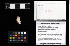 Foto (Objekt + Etikett) von Goniodromites bidentatus (Reuss, 1858)  (NHMW-GEO-2014-0194-0186)